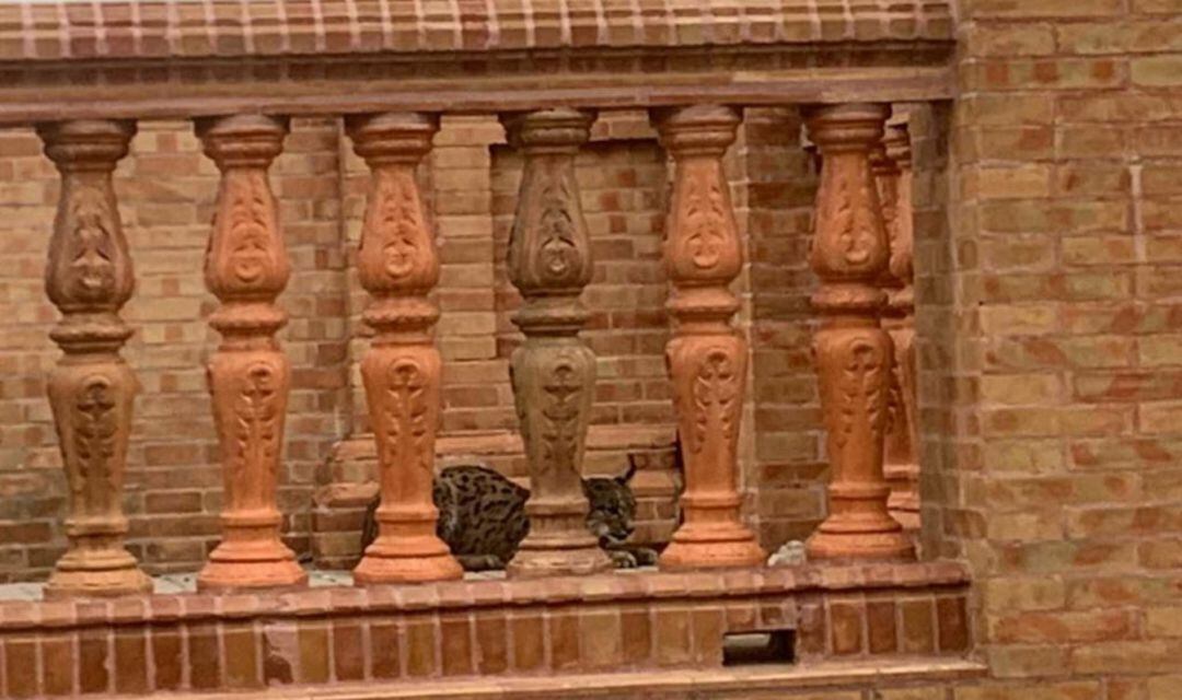 El lince ibérico en las calles de Rociana del Condado.