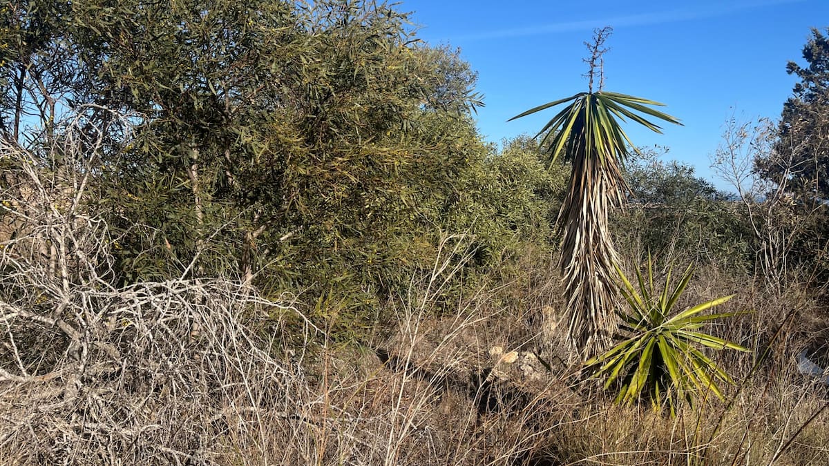 Actuarán contra siete especies exóticas invasoras de flora en el interior del Parque Regional de Calblanque