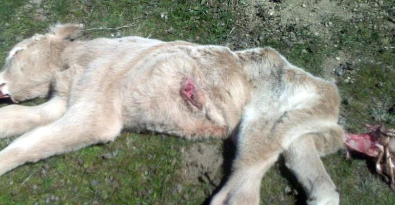 Ataque a ganado en la sierra madrileña