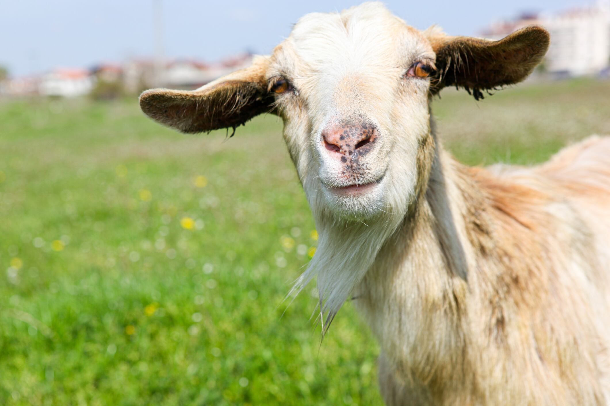 El Ayuntamiento ha habilitado una caseta para la persona que se dedicará a su cuidado, y un corral para guardar a las cabras