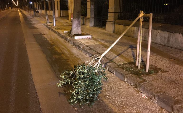 Árbol en el Paseo Menéndez Pelayo.