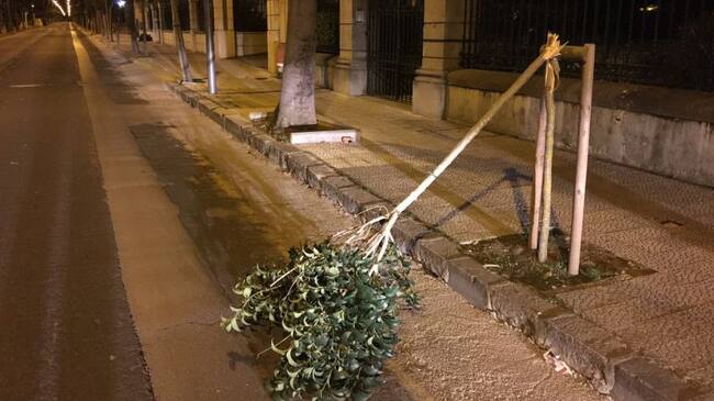 Árbol en el Paseo Menéndez Pelayo.