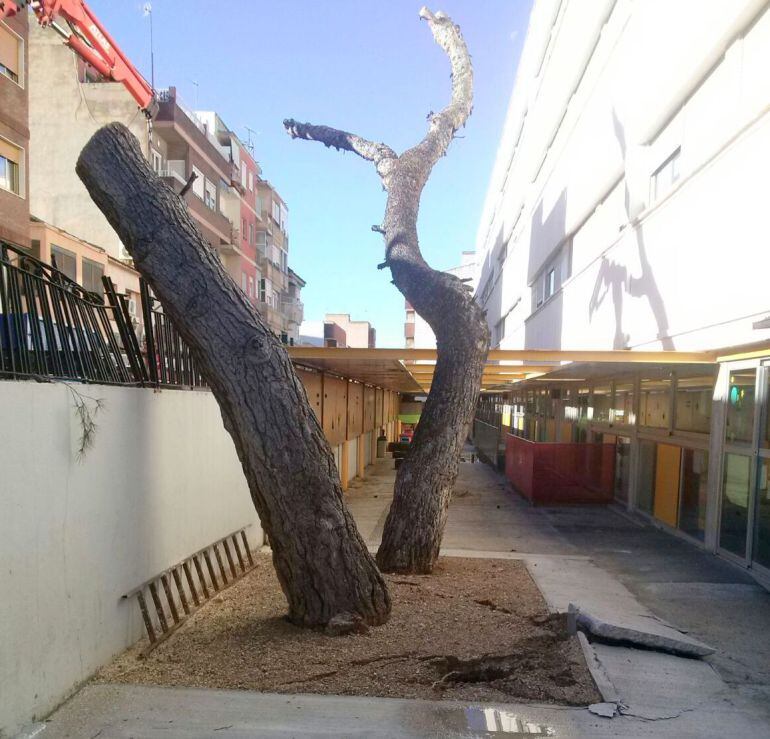 Estado de la valle y árbol caído