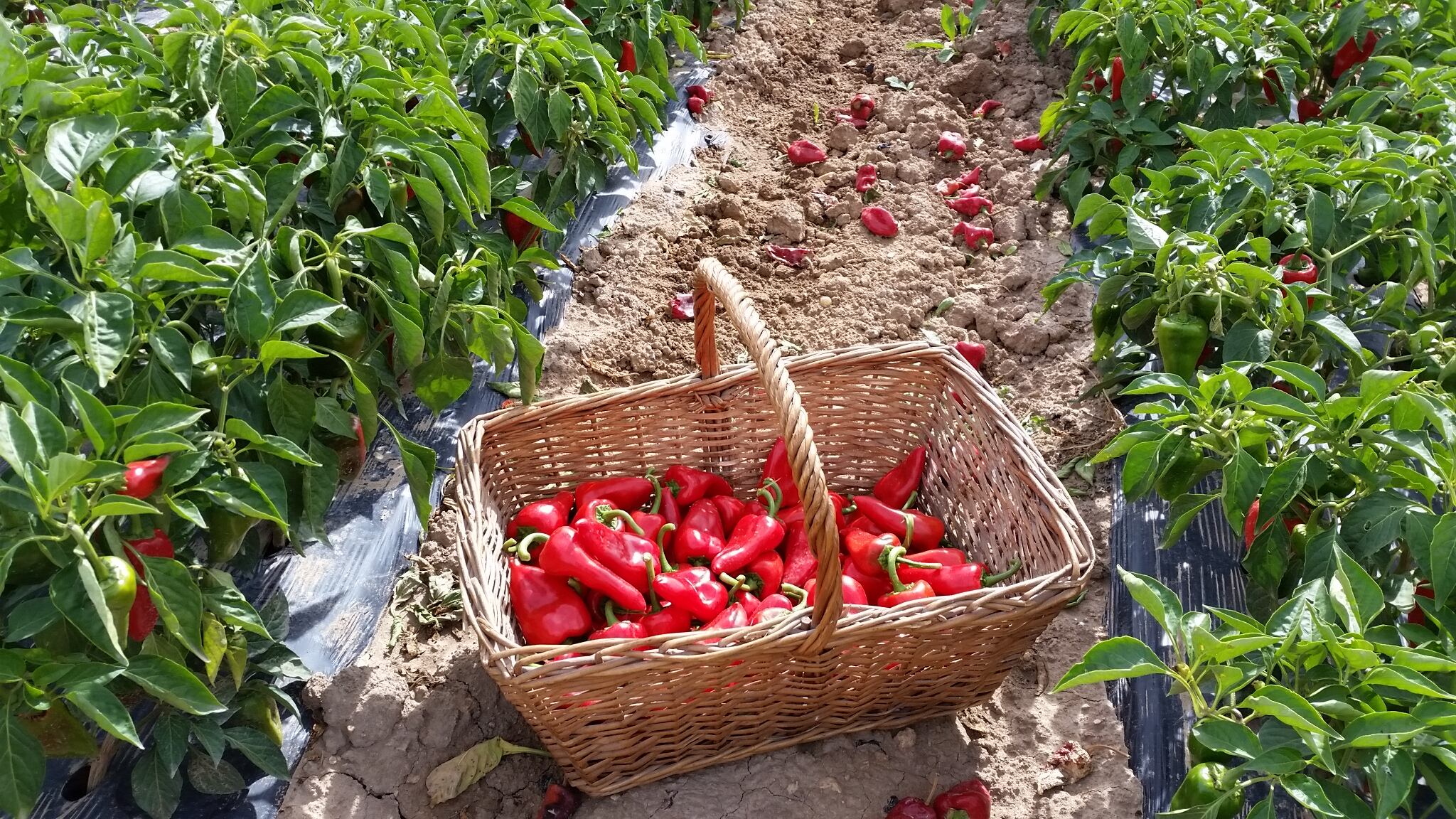 INTIA registrará una variedad no picante de pimiento del piquillo