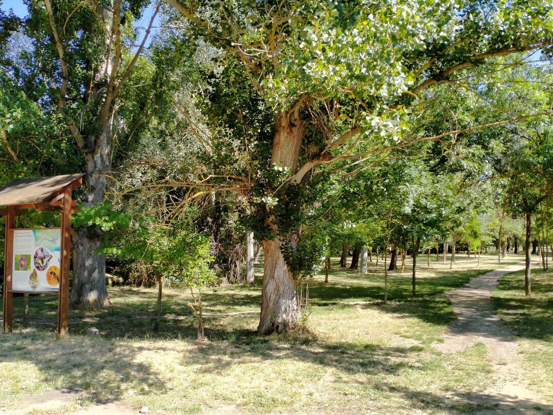 Bosque de Valorio