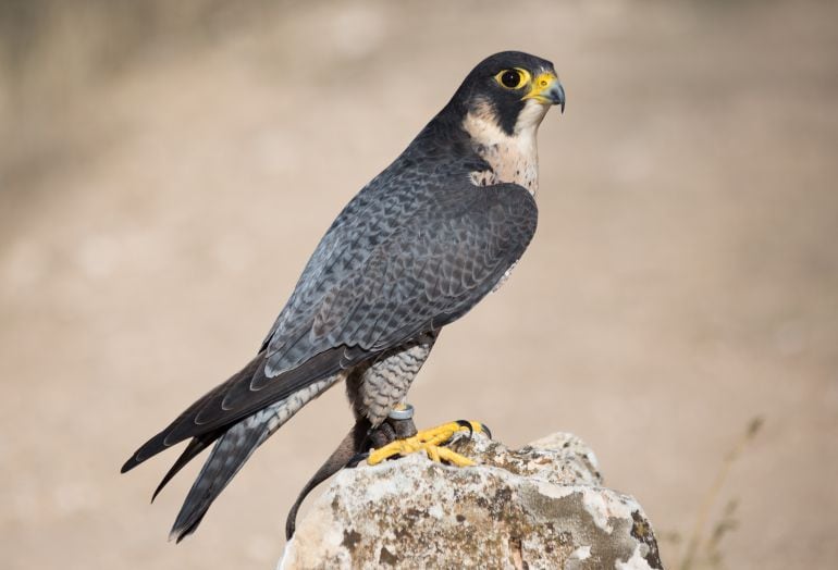 Halcón peregrino.