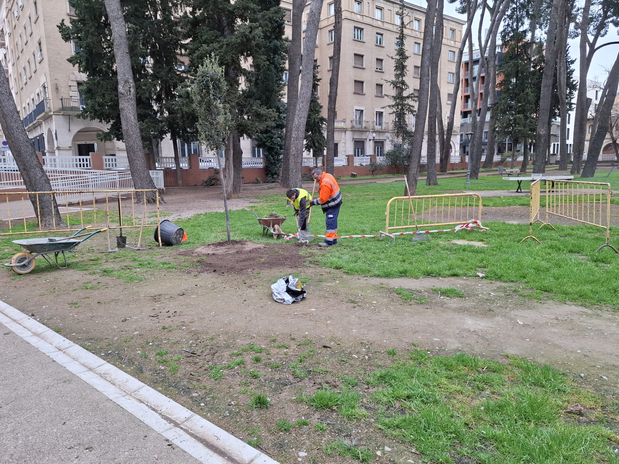 En el Parque Miguel Servet también se plantaron robles