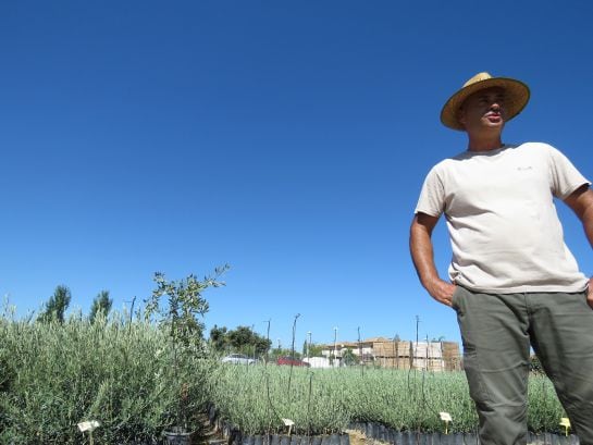 Eloy Bernier , propietario del vivero de olivo San Eloy