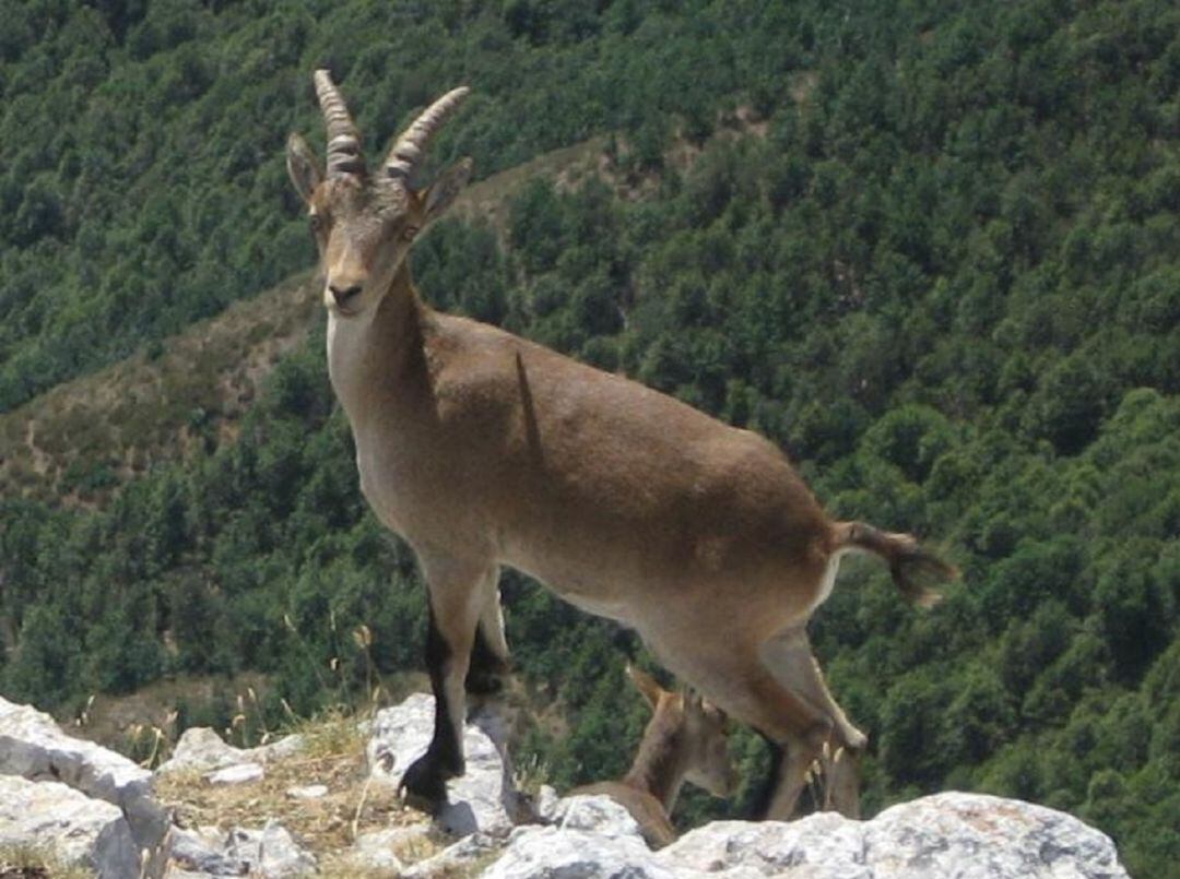 Ejemplar de cabra montés, en el Parque Natural del Valle de Alcudia y Sierra Madrona 