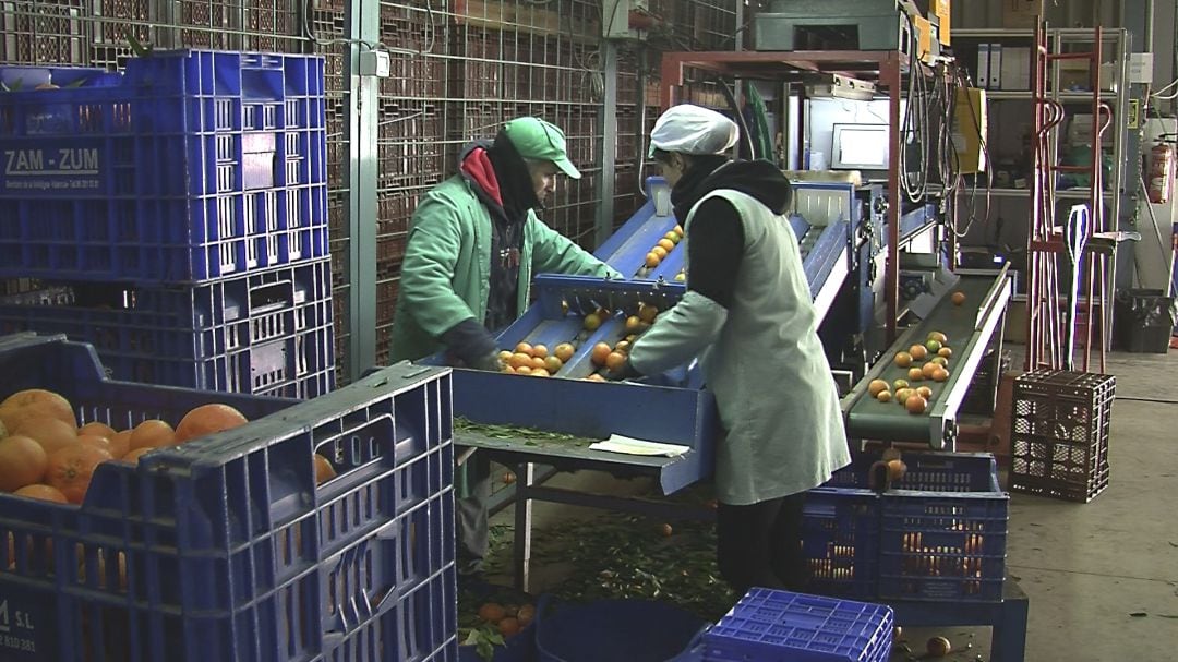 Trabajadores de un almacén de naranjas de Castellón