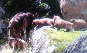 Segunda camada de linces ibéricos localizada en los Montes de Toledo