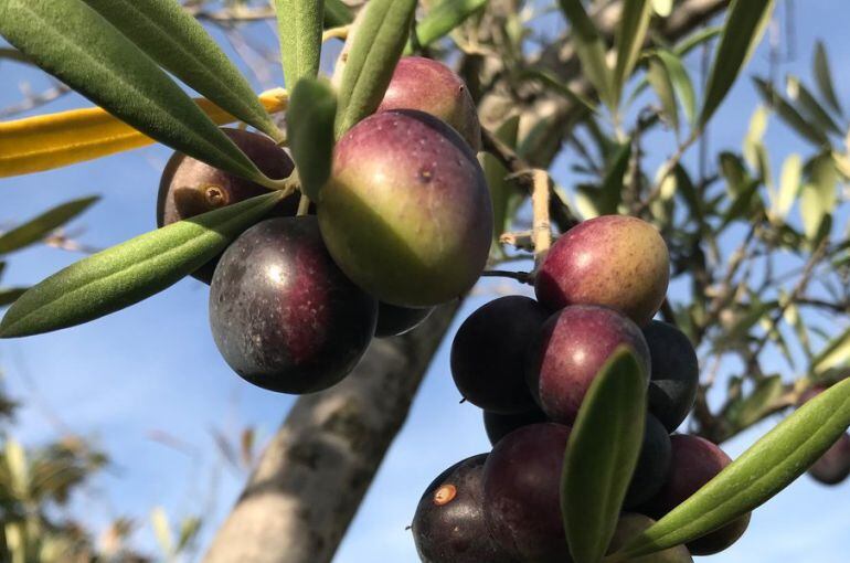 Enfado en el sector del aceite de oliva virgen extra