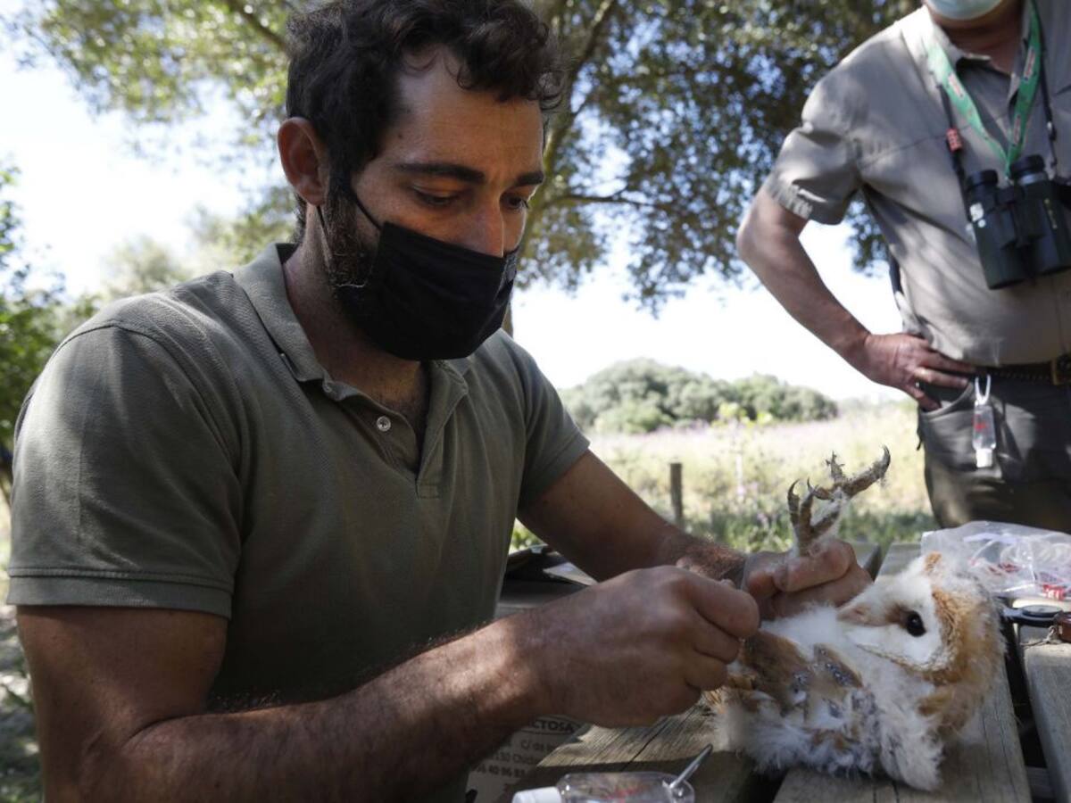 Fundación Cepsa libera 25 lechuzas desde el inicio del proyecto de la especie en Madrevieja