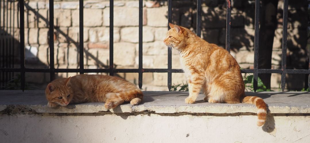 Dos gatos callejeros en una imagen de archivo.