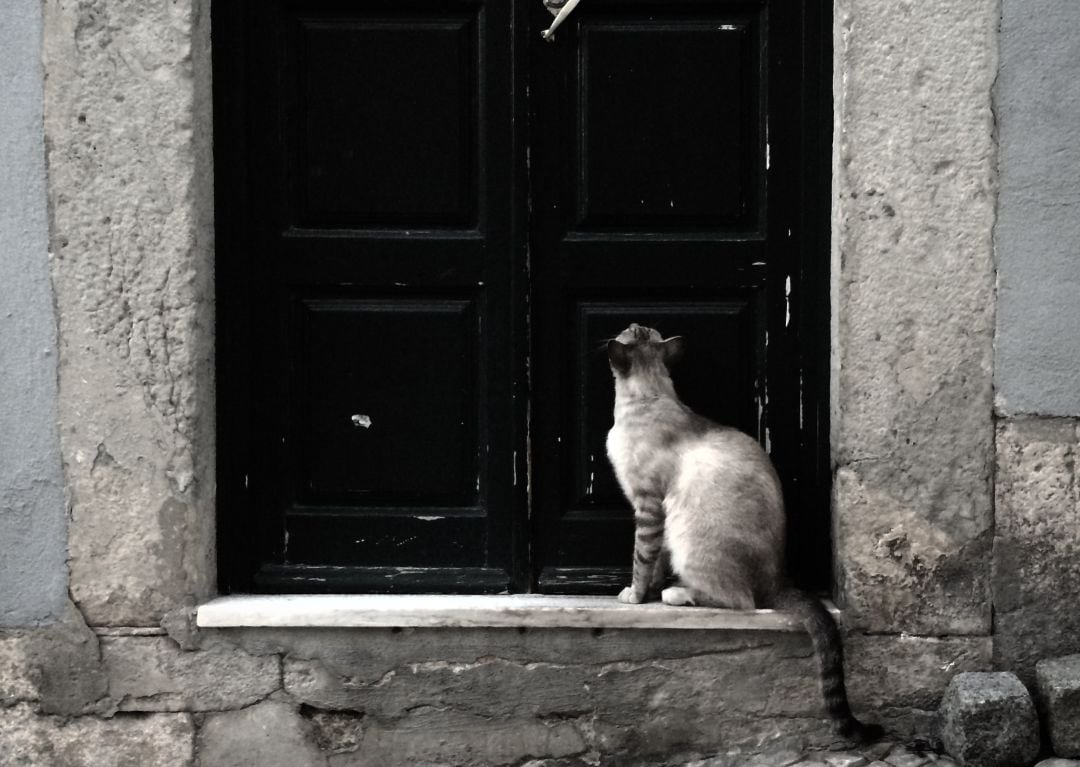 Un gato en el barrio lisboeta de Graça