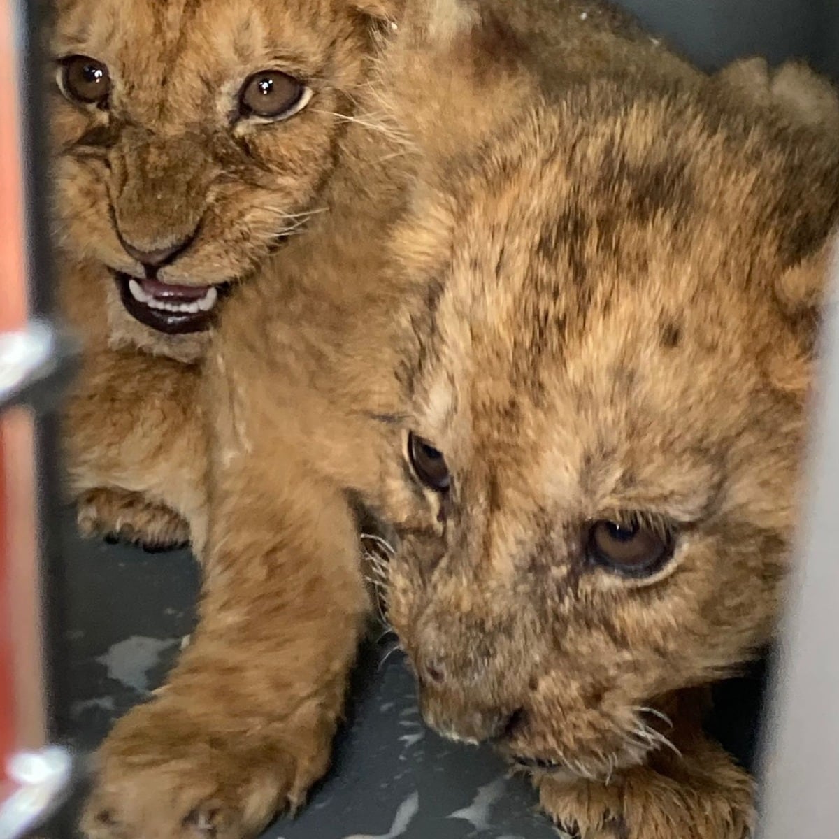 Leones rescatados en Primadomus, en Villena