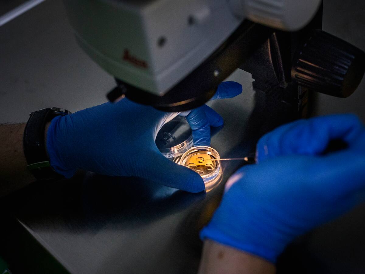 “Está más protegido durante el embarazo que sin gestar”: el limbo legal de las clínicas de fertilidad ante los “embriones abandonados”