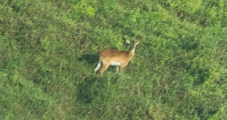 Un antílope Upemba lechwe en la Depresión de Kamalondo, al sur de la República Democrática del Congo (RDC). African Journal of Ecology.