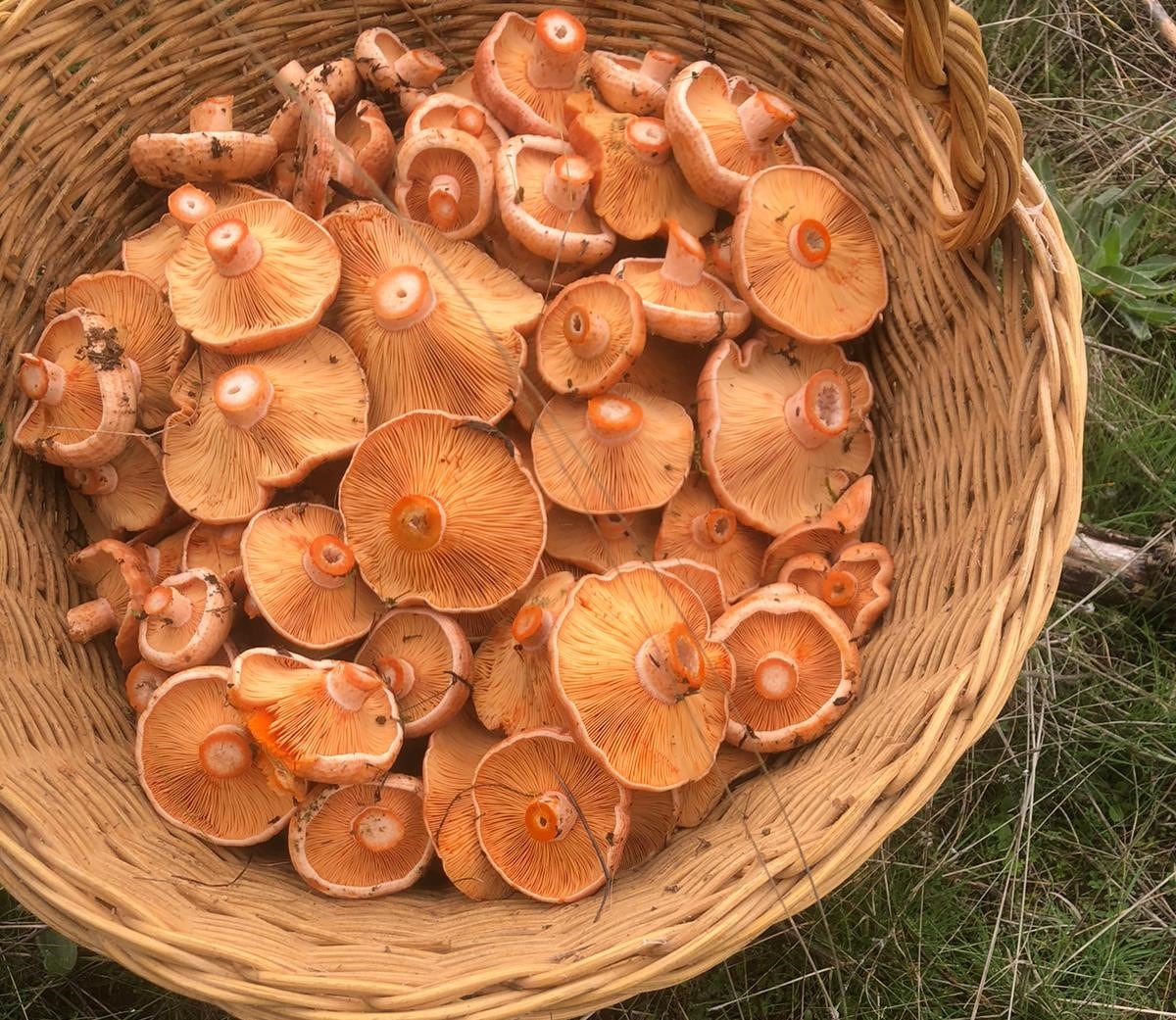 Setas recogidas en Palencia