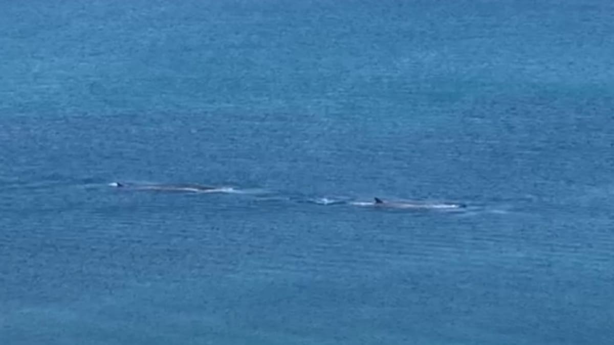 Avistamiento de rorcuales, la segunda ballena más grande del mundo, en Cabo de Palos