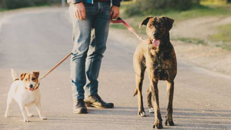 ¿Por qué implantar un microchip a nuestras mascotas?