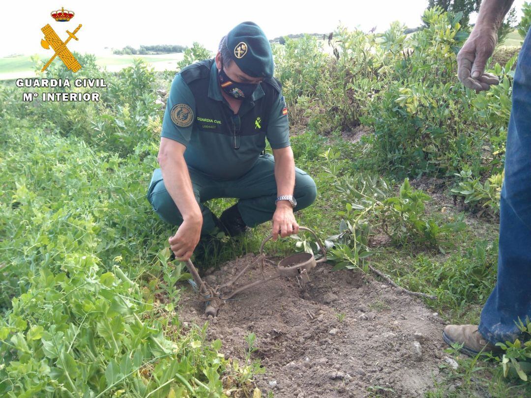 La Guardia Civil localiza un cepo de mandíbulas semienterrado en un huerto en el Cerrato