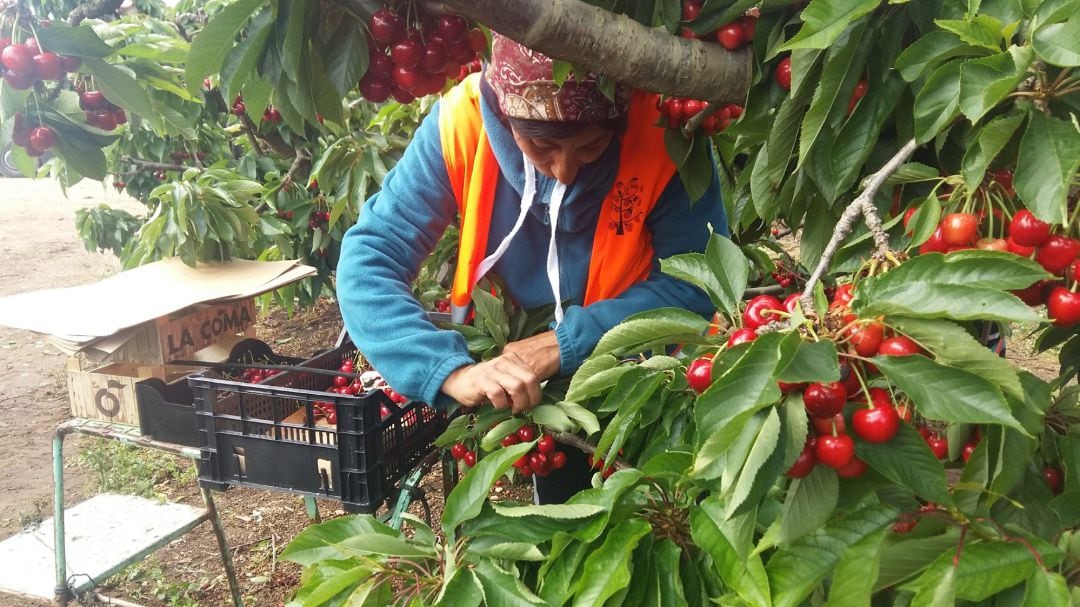 Una temporera recogiendo cerezas en una imagen de archivo