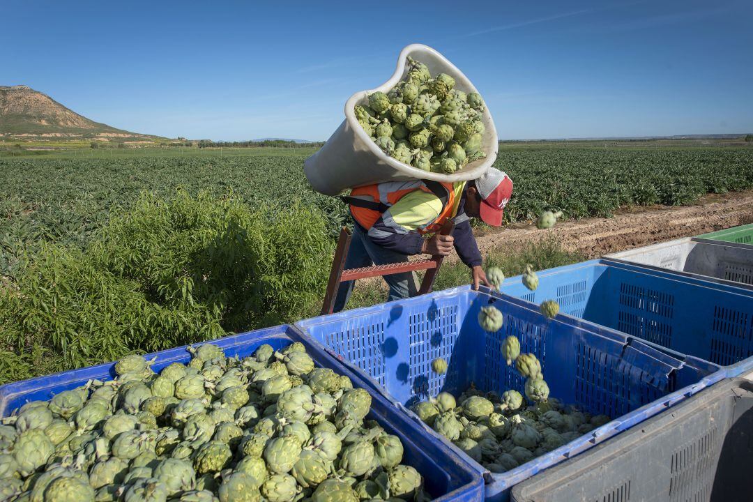 Campaña de Alcachofa de Tudela