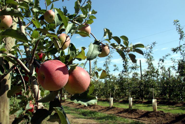 Pomeres de l'IRTA de Mas Badia, a La Tallada.