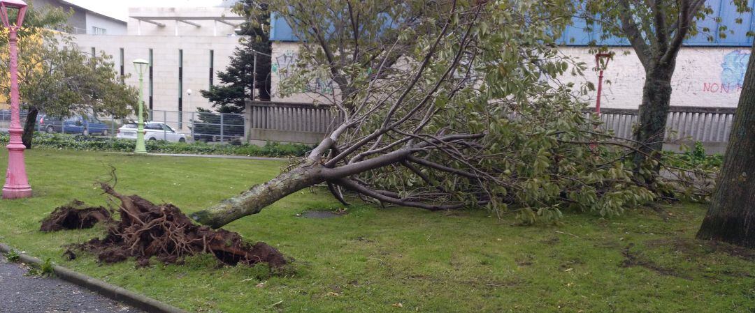 Árbol caído detrás del mercado de Elviña