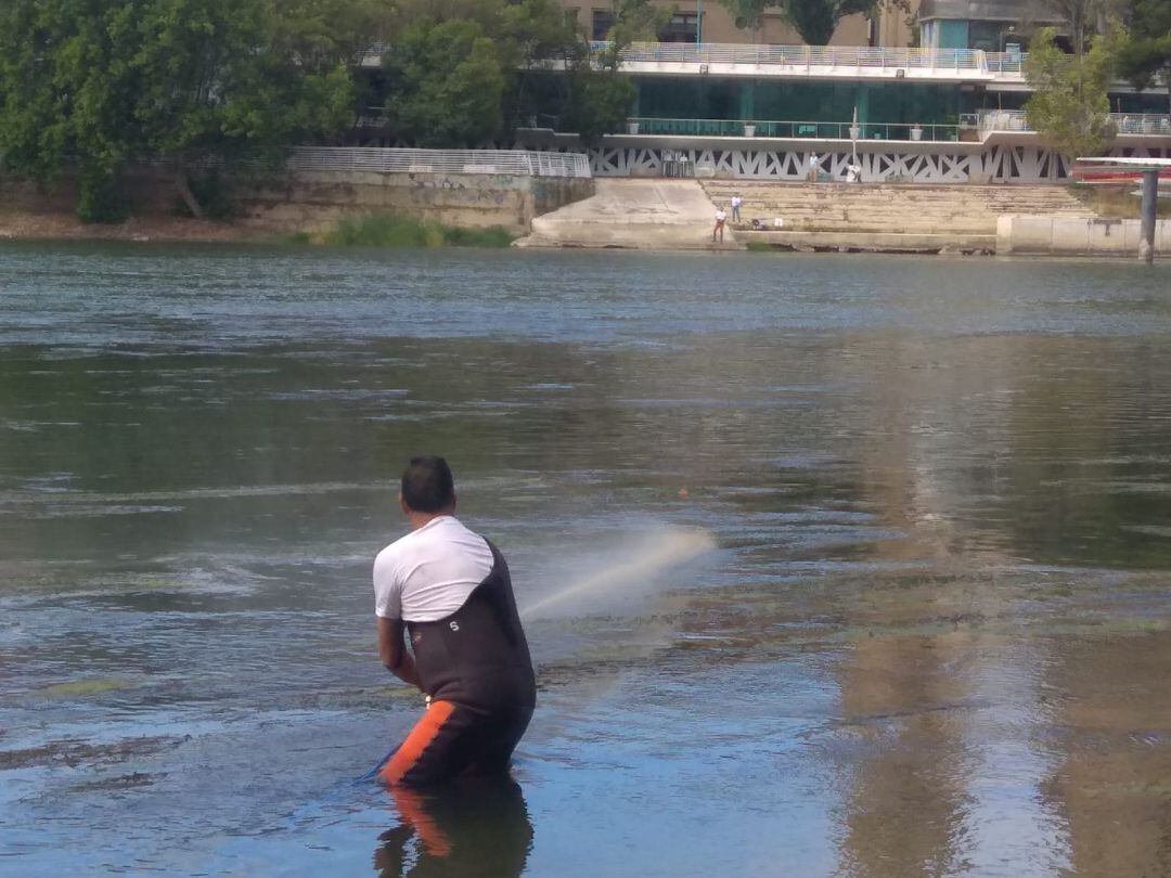 Tratamiento en el Ebro contra la mosca negra 