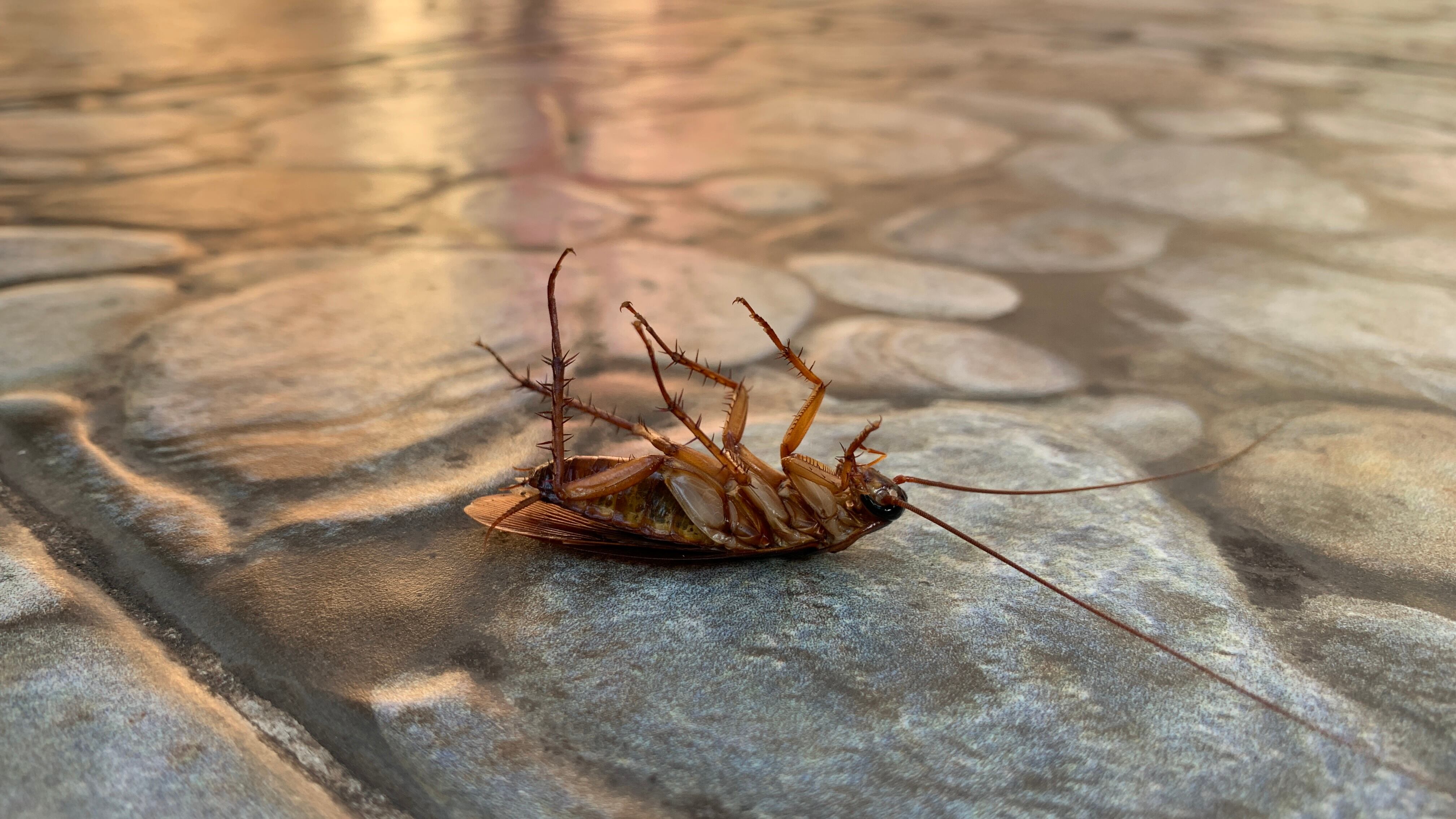 La infusión de cucharachas era muy consumida en Canarias