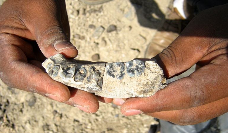 Fotografía de una mandíbula parcial con cinco dientes intactos de un homínido, encontrada en un yacimiento en Etiopía.