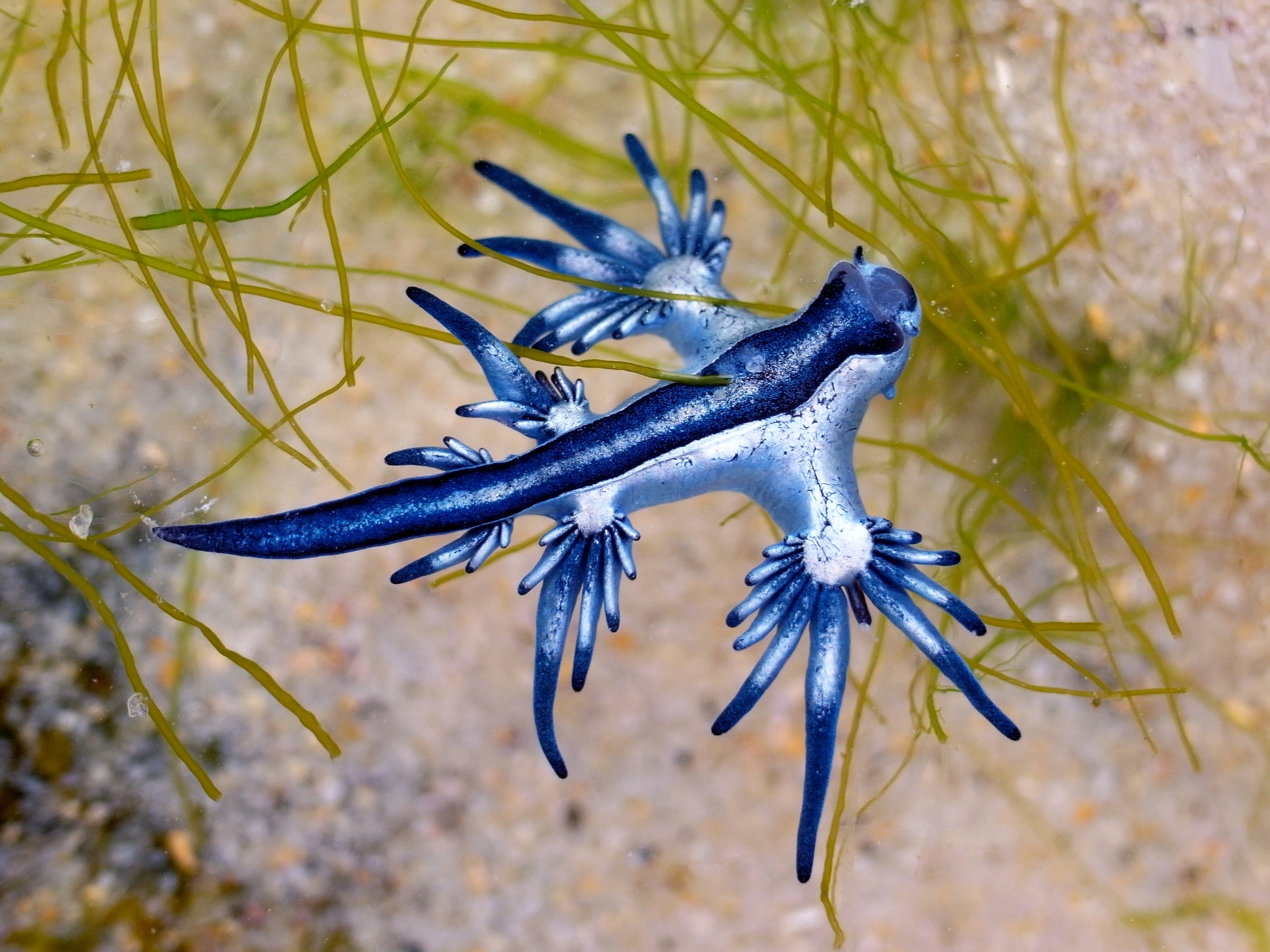 El molusco Glaucus Atlanticus, conocido popularmente como dragón azul