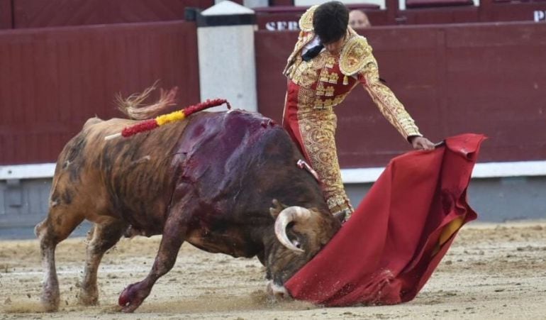 El madrileño Ángel Sánchez, que el próximo 8 de junio toma la alternativa en Las Ventas, se despiede como novillero este domingo en la Real Maestranza de Sevilla