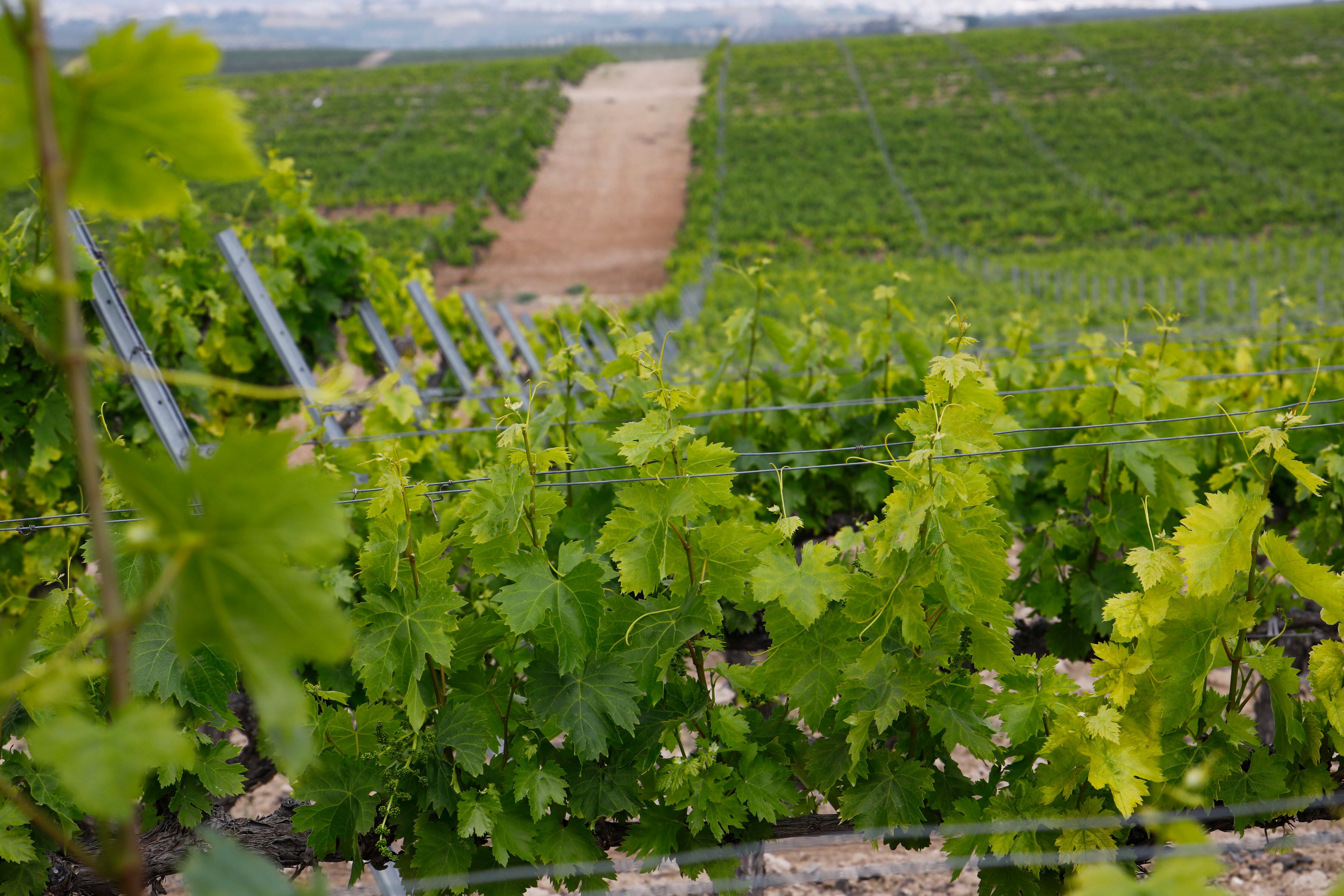 Plantación de viñedos EFE/Salas