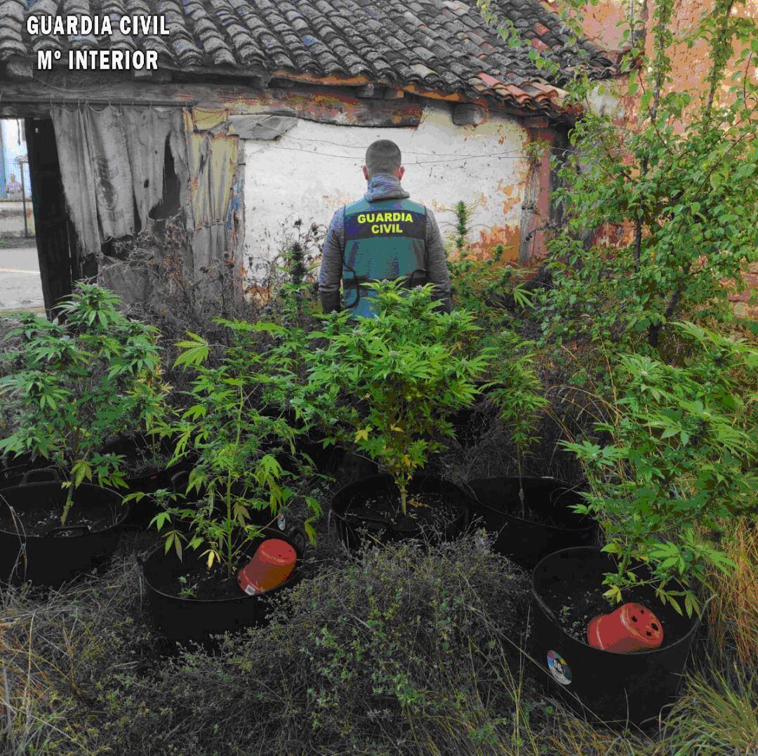 Parte de las plantas incautadas