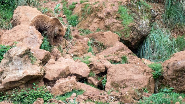 Oso Pardo en la cordillera Cantábrica