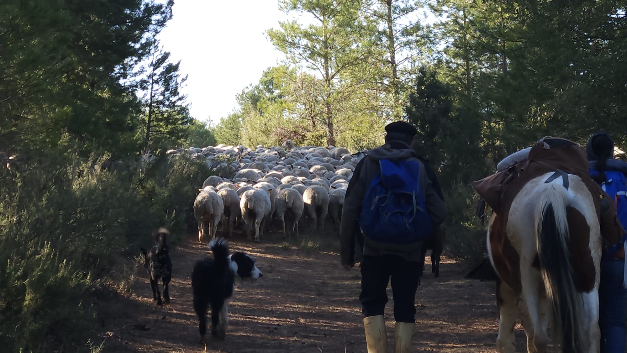 La trashumancia se realiza siguiendo las cañadas que recorren Castilla desde la Edad Media.