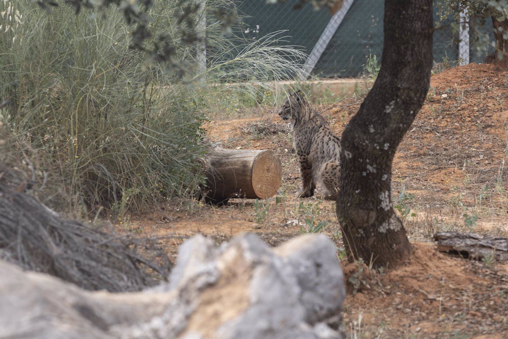 Imágenes del Centro de Interpretación del Lince Ibérico