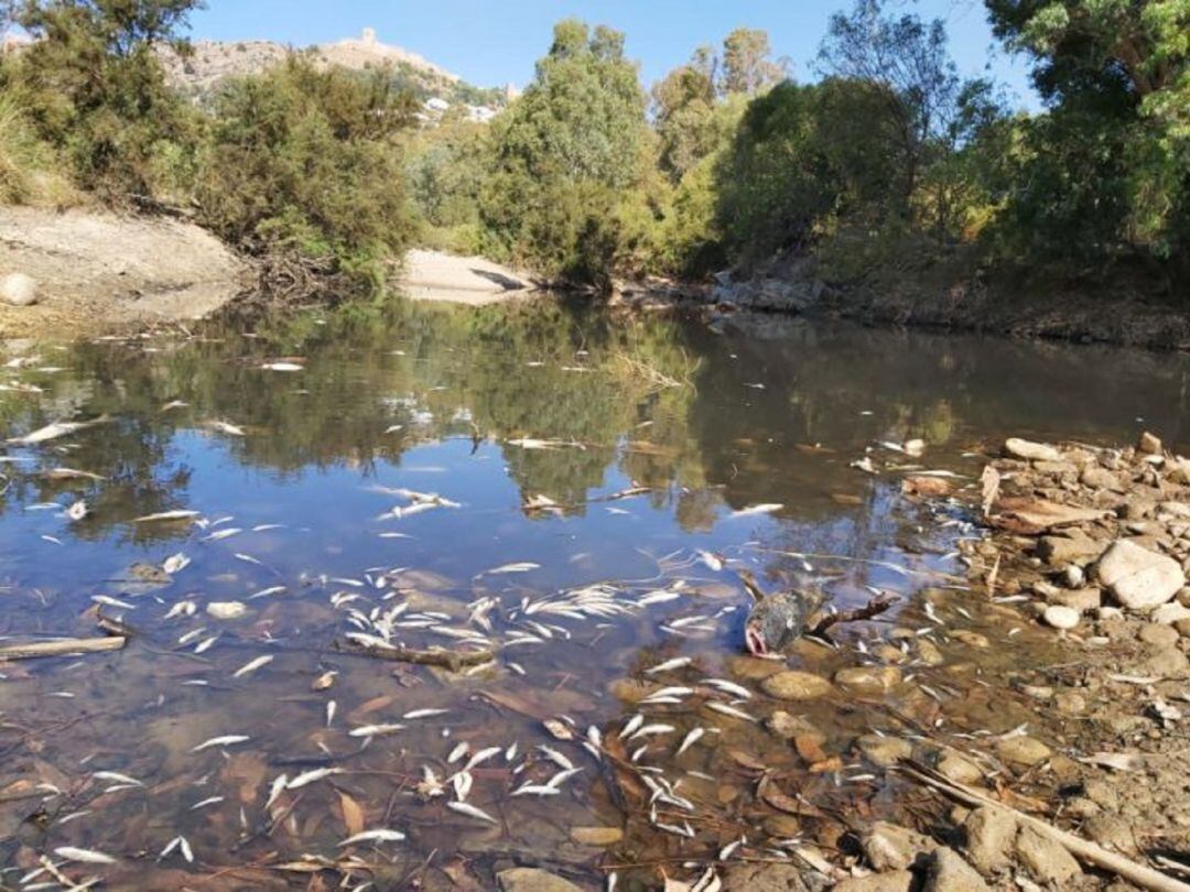 Mortandad de peces en Jimena