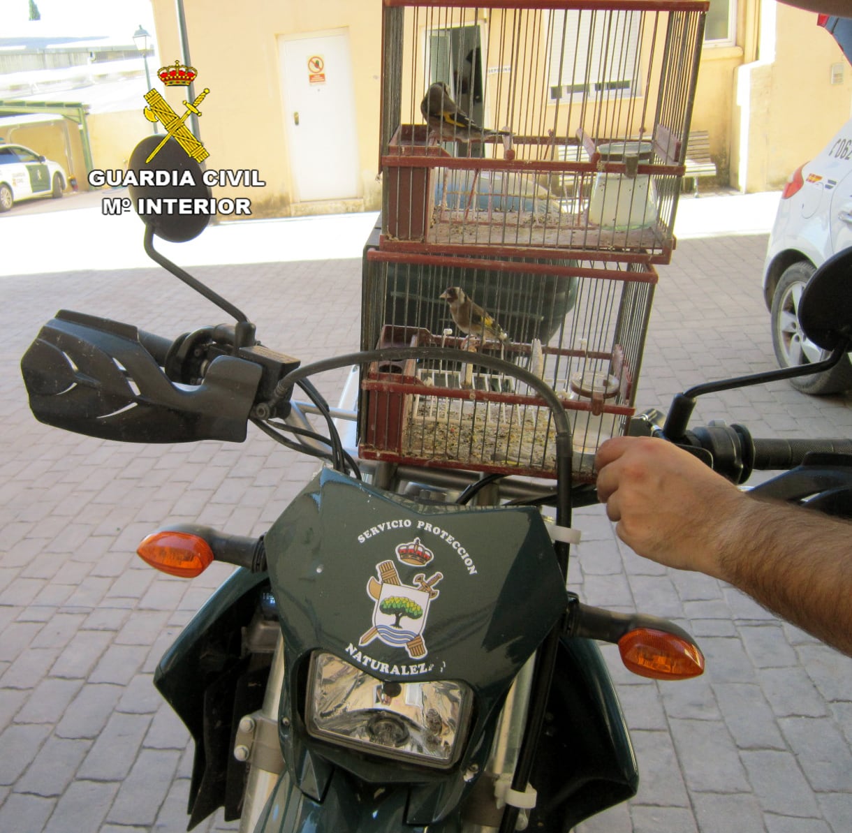 La Guardia Civil sorprende a un furtivo de jilgueros en Caravaca de la Cruz