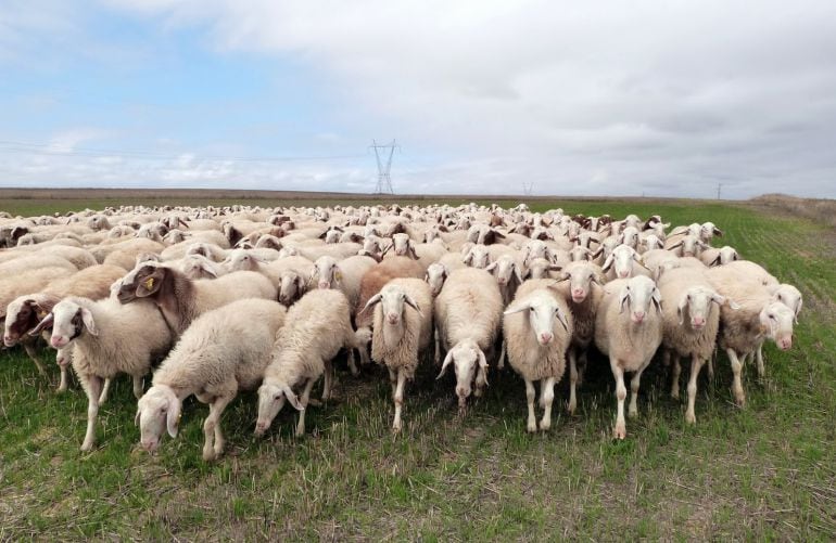 En la actualidad la leche de oveja se vende un 20% más barata que en el año 2015