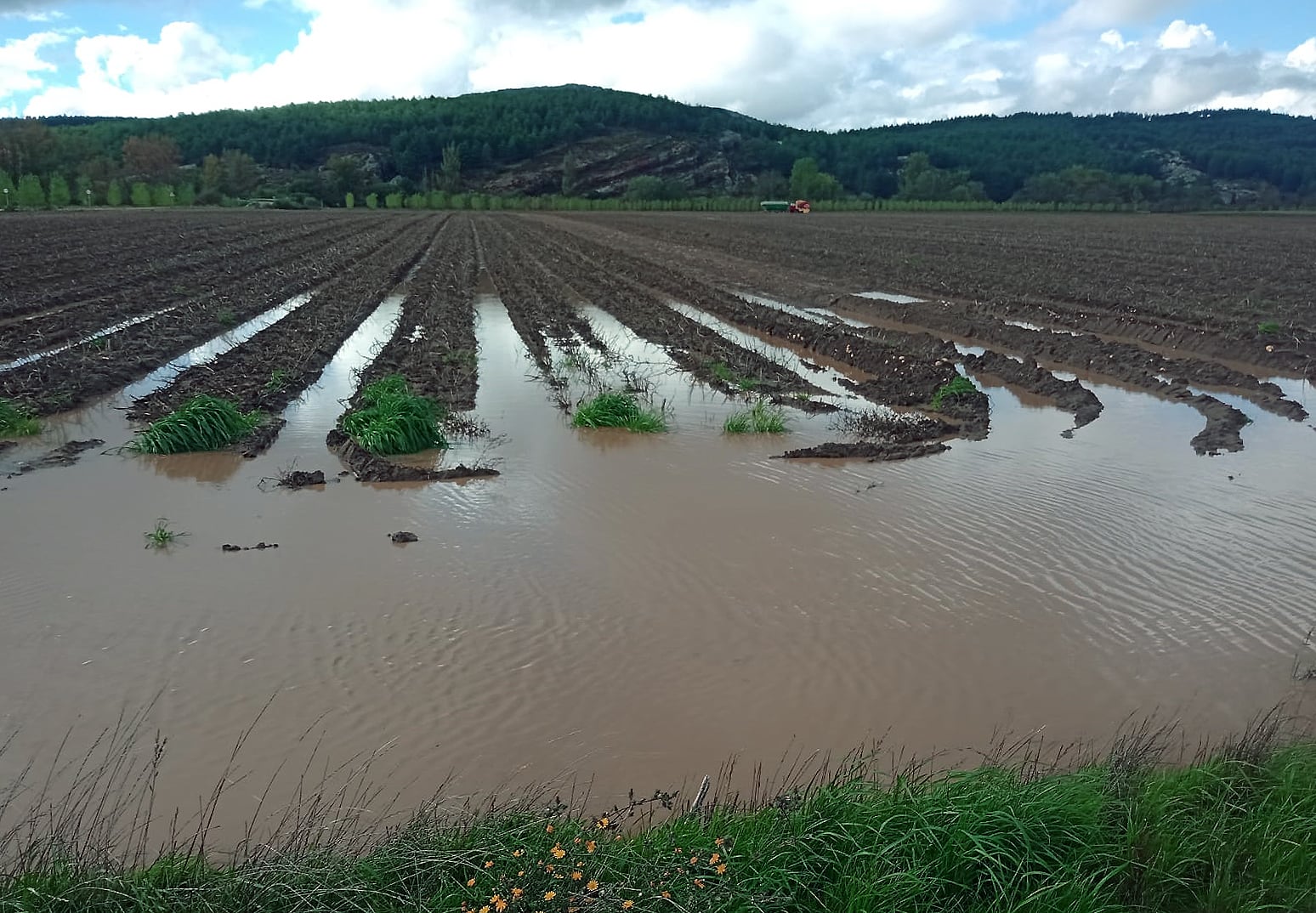 ASAJA-Palencia pide ayudas para los cultivadores de girasol y patata dañados