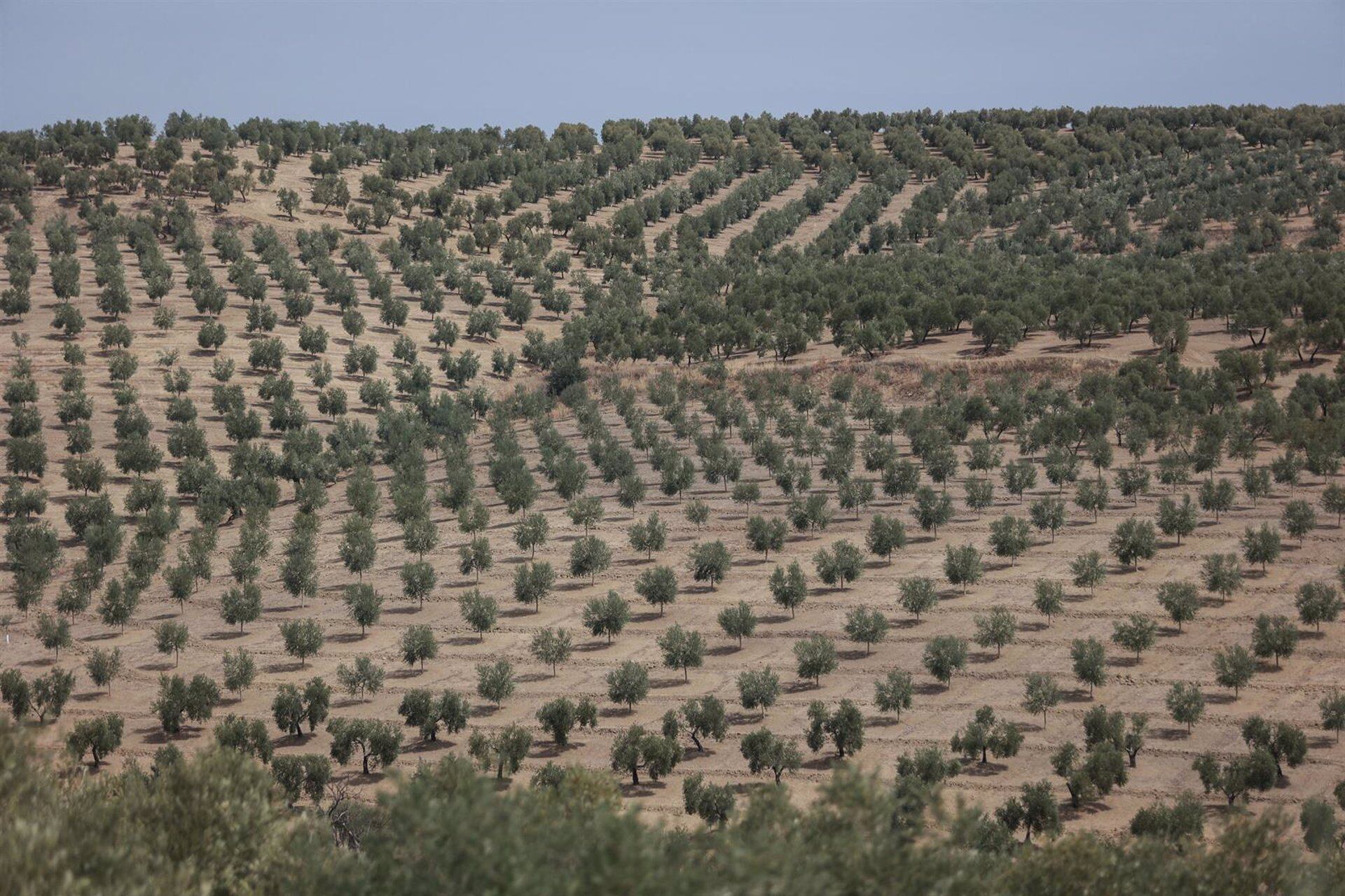 Olivar en Jaén