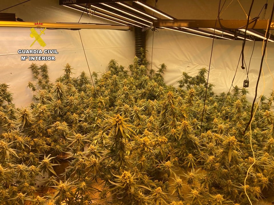 Plantación de marihuana indoor en Pedreguer