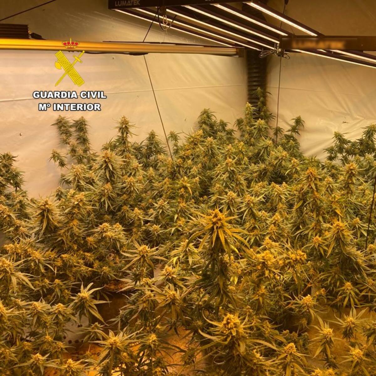 La Guardia Civil desmantela una plantación de interior de marihuana en Pedreguer