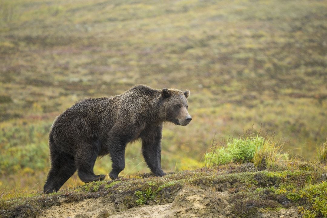 Oso pardo en su hábitat