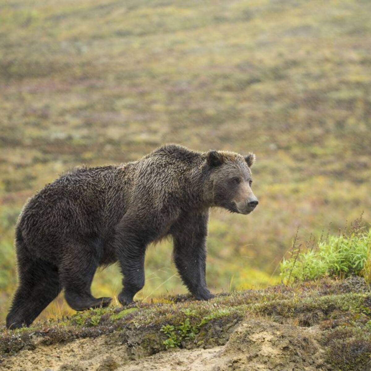 Las medidas aversivas ahuyentan al oso de los pueblos de Laciana