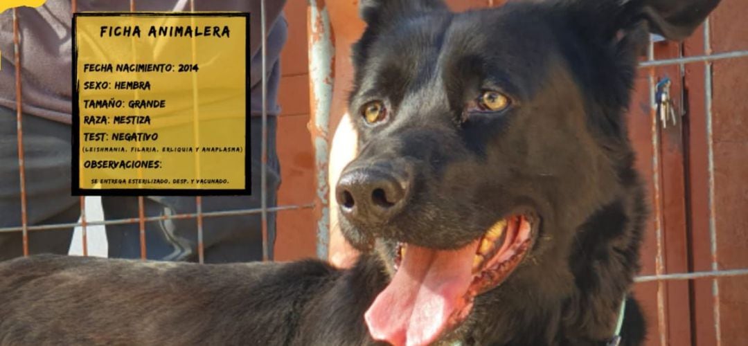 Dakota es una de las perras actualmente en adopción en el centro de Valdemoro